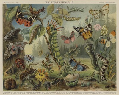 Selvforsvarsmekanismer hos insekter (farge litho) av German School