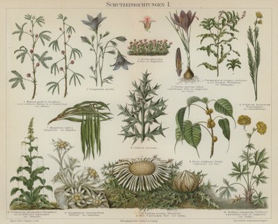 Selvbeskyttende responser hos planter (farge litho) av German School