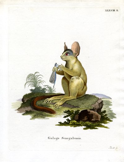 Senegal Bushbaby (farget gravering) av German School
