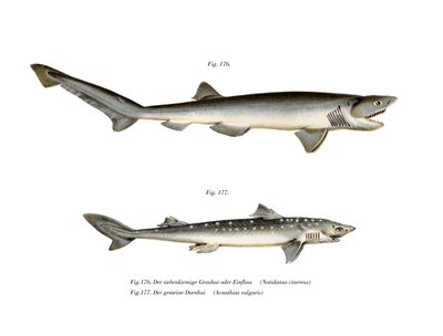 Sharpnose Sevengill Shark (farge litho) av German School