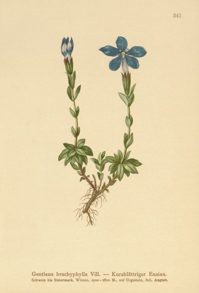 Kortbladet Gentian (Gentiana brachyphylla) av German School