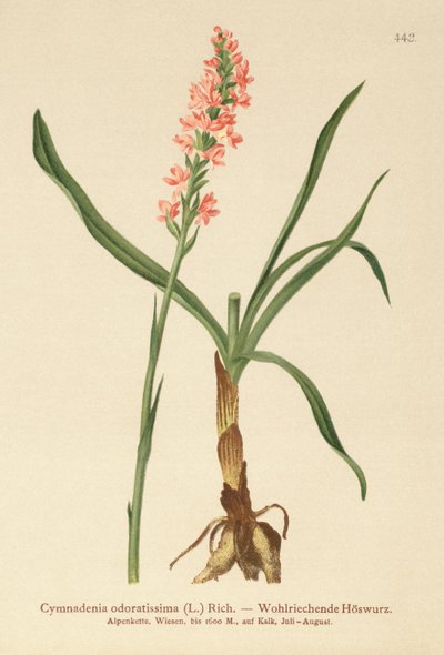 Kortsporet duftorkidé (Gymnadenia odoratissima) av German School