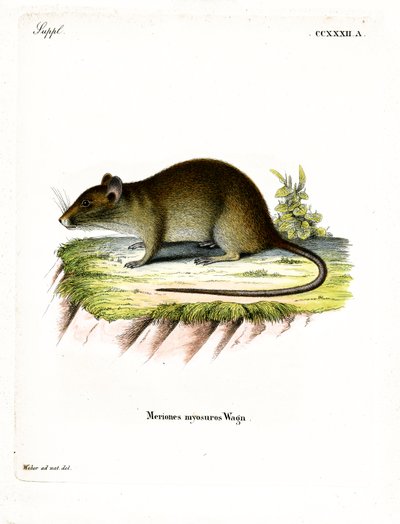 Korthalet bandicoot-rotte (farget gravering) av German School