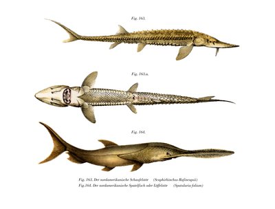Shovelnose Sturgeon (farge litho) av German School