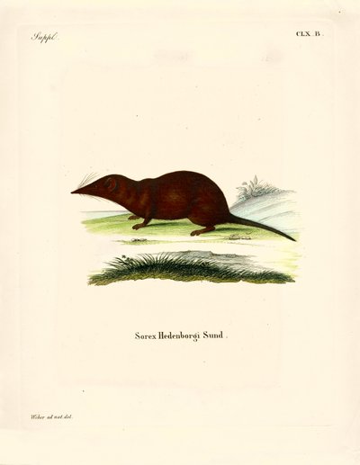 Shrew (farget gravering) av German School