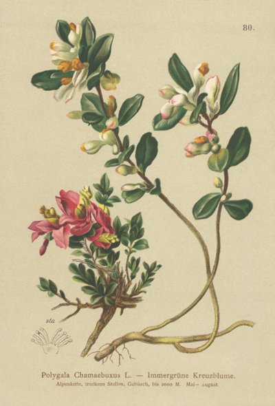 Busket melkeørt (Polygala Chamaebuxus) av German School