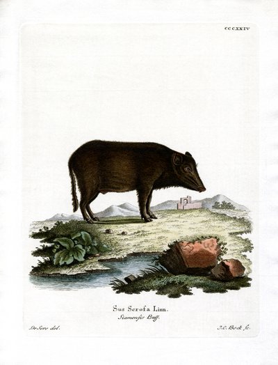 Siamesisk villsvin (farget gravering) av German School
