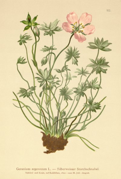 Silvery Cranes Bill (Geranium argenteum) av German School