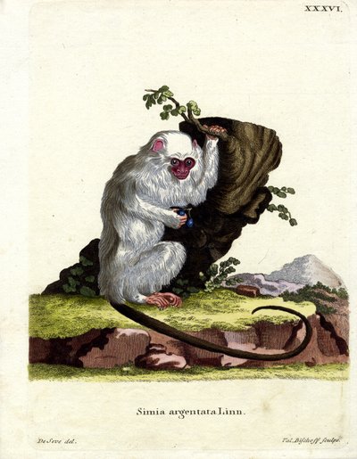 Silvery Marmoset (farget gravering) av German School