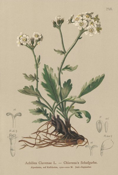 Sølvaktig ryllik (Achillea Clavenae) av German School