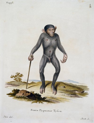 Simia pygmaeus, fra Pattedyr illustrert fra Nature med beskrivelser, av Johann Christian Daniel von Schreber (1739-1810), gravering av IC Bock, Tyskland av German School