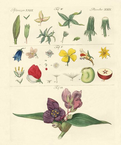 Enkelte blomsterdeler av German School