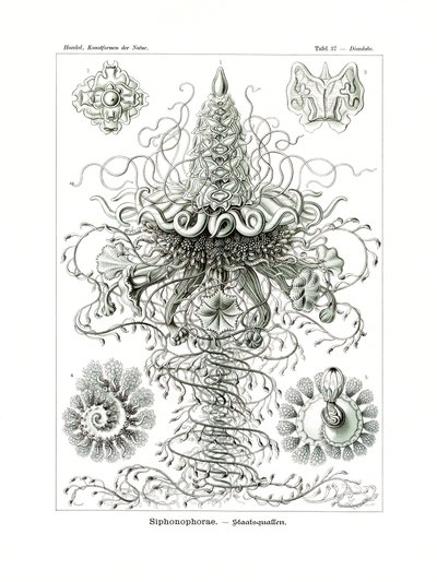 Siphonophorae, 1899-1904 av German School