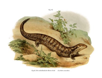 Skink (farge litho) av German School