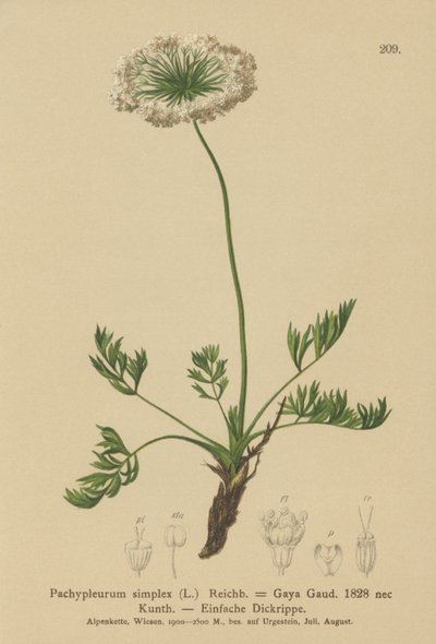 Liten alpin lovage (Pachypleurum mutellinoides, Pachypleurum simplex, Pachypleurum alpinum, Pachypleurum simplex, Neogaya simplex, Gaya simplex, Ligusticum simplex) av German School