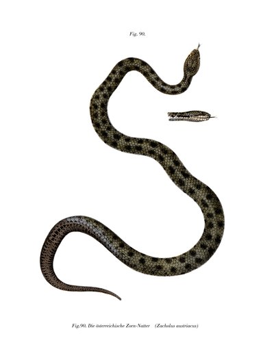 Smooth Snake (farge litho) av German School