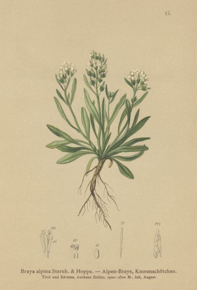 Glatt nordlig karse (Braya alpina, Sisymbrium alpinum) av German School