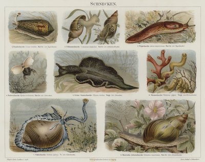 Snegler (farge litho) av German School