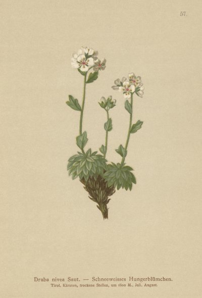 Snøhvit Whitlow-gress (Draba nivea) av German School