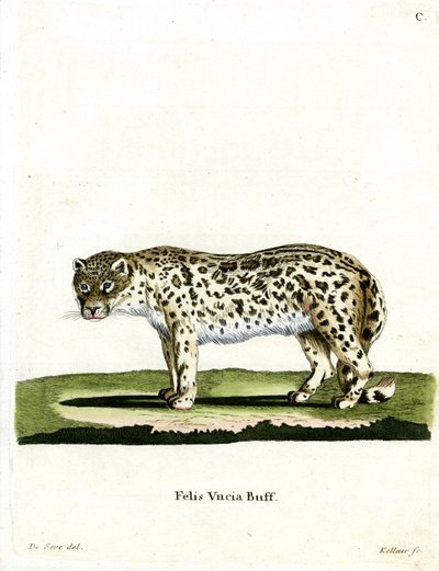 Snow Leopard (farget gravering) av German School