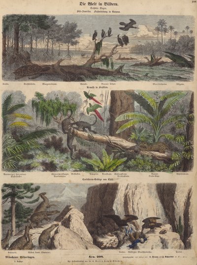 Sør-Amerika: elvemunning i Guyana; jungelen i Brasil; Chilenske Andesfjellene (farget gravering) av German School