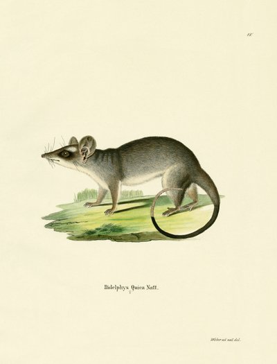 Sørøstlige fireøyde opossum av German School