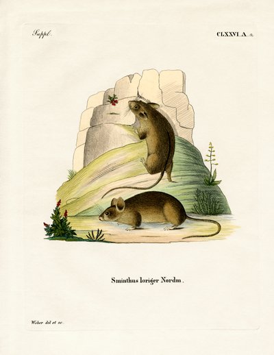Southern Birch Mouse (farget gravering) av German School