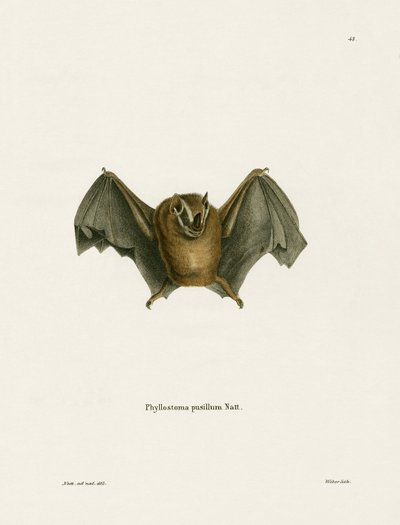 Southern Little Yellow-eared Bat (farget gravering) av German School