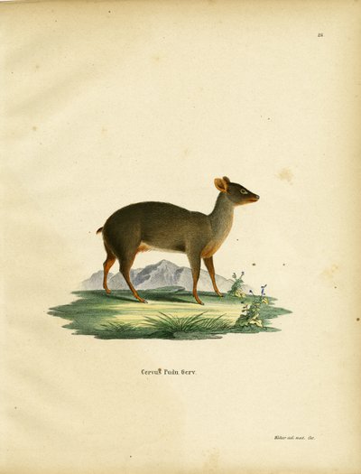 Sørlige Pudu av German School