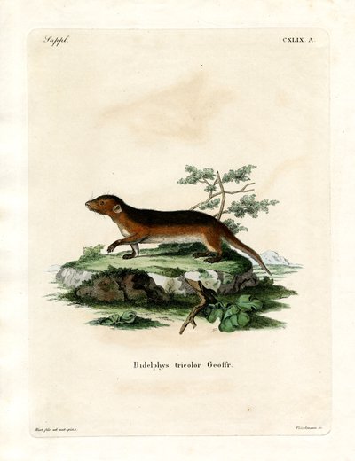 Southern Red-sided Opossum (farget gravering) av German School