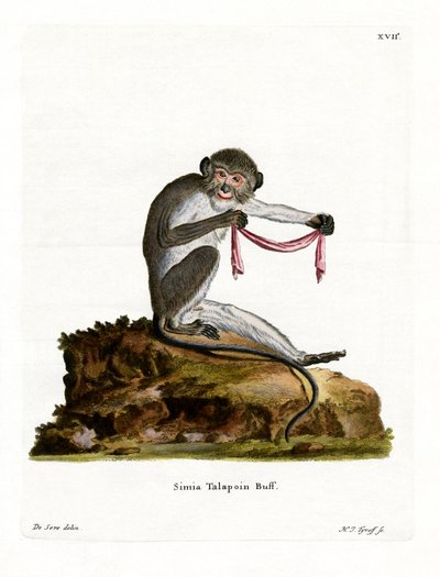 Southern Talapoin (farget gravering) av German School