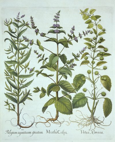 Spearmint, Roman Nettle and Long-Leaved Horsemint, fra Hortus Eystettensis, av Basil Besler (1561-1629), pub. 1613 (håndfarget gravering) av German School