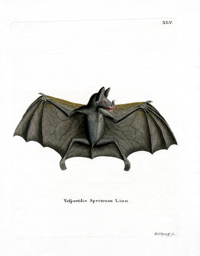 Spectral Bat (farget gravering) av German School