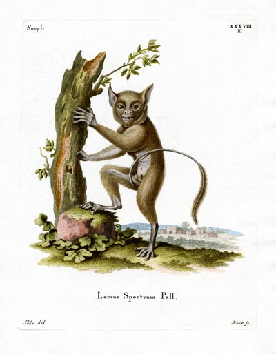 Spectral Tarsier (farget gravering) av German School