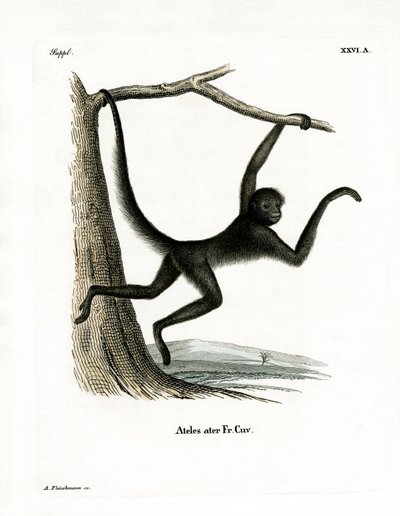 Spider Monkey (farget gravering) av German School