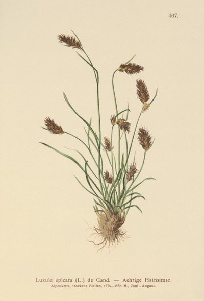 Piggskjær (Luzula spicata) av German School
