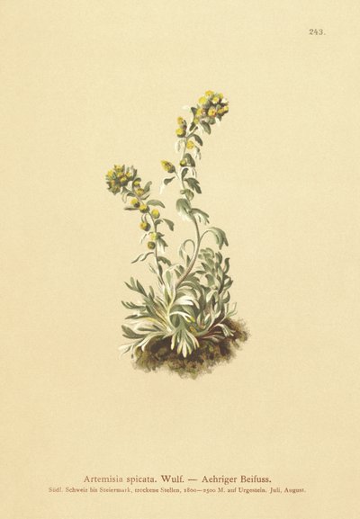 Piggmalurt (Artemisia spicata, Artemisia bocconei, Artemisia genipi) av German School