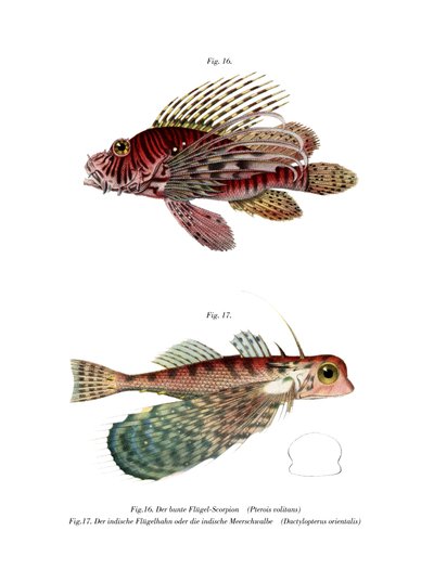 Spotfin Lionfish (farge litho) av German School