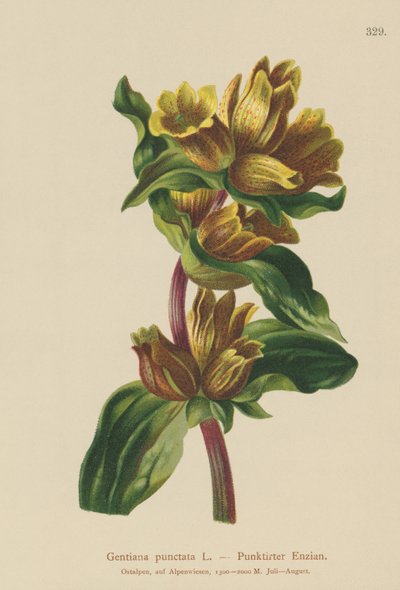 Flekkgentian (Gentiana punctata) av German School