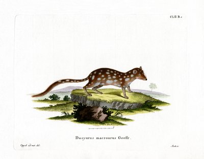Spotted Quoll (farget gravering) av German School