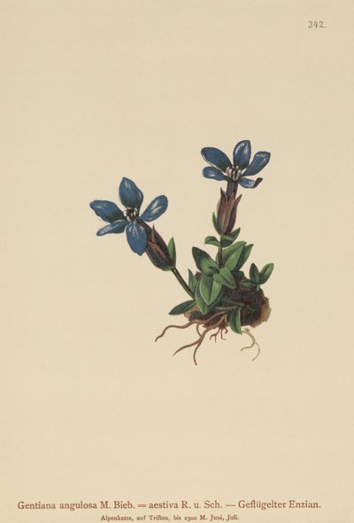 Vårgentian (Gentiana verna, Gentiana angulosa, Gentiana aestiva) av German School