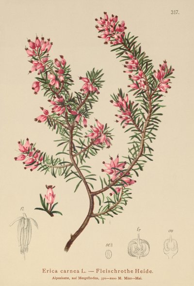 Spring Heath (Erica carnea) av German School
