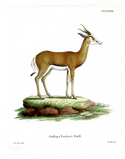 Springbok (farget gravering) av German School