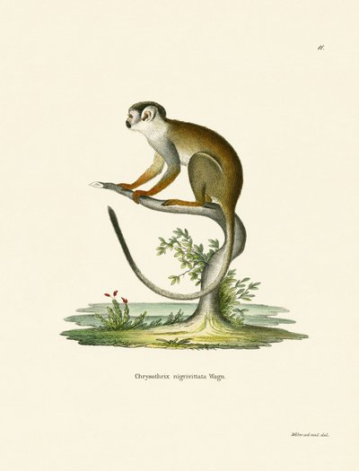 Squirrel Monkey (farget gravering) av German School
