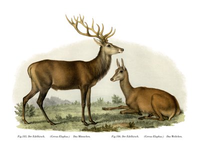 Stag, 1860 av German School