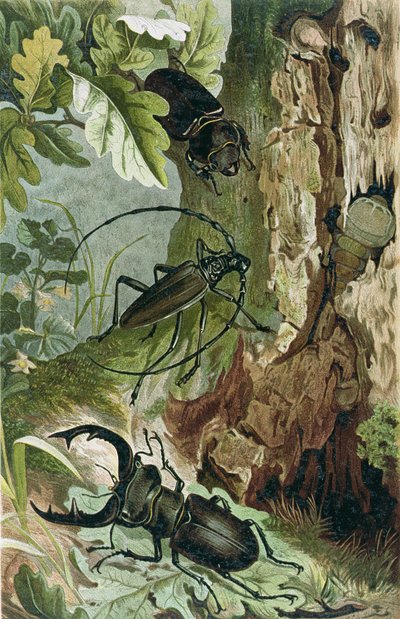 Stag Beetle and Longicorn Beetle, tallerken fra Brehms Tierleben: Allgemeine Kunde des Tierreichs, vol.9, s.80, utgitt av Bibliographic Institute, 1892 av German School
