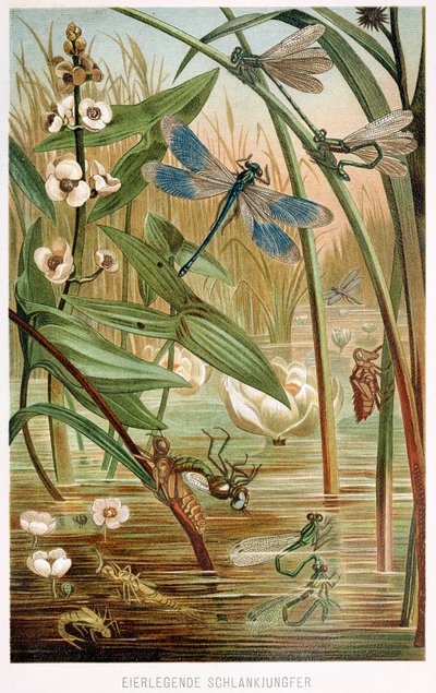 Stadier av utvikling av en damselfly, fra Brehms Tierleben, pub. 1860-talls fargelitografi, 1860. av German School