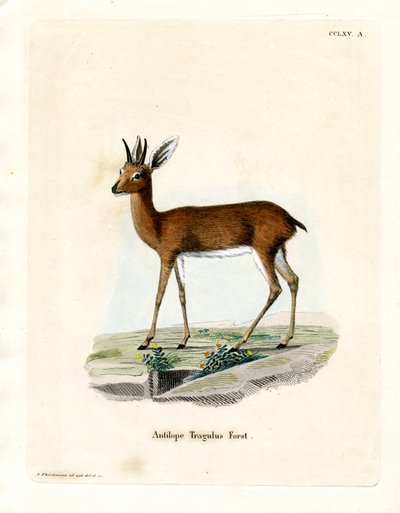 Steenbok (farget gravering) av German School