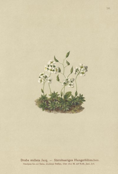 Stjernet hvitt gress (Draba stellata) av German School