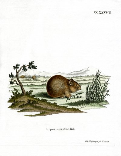 Steppe Pika (farget gravering) av German School